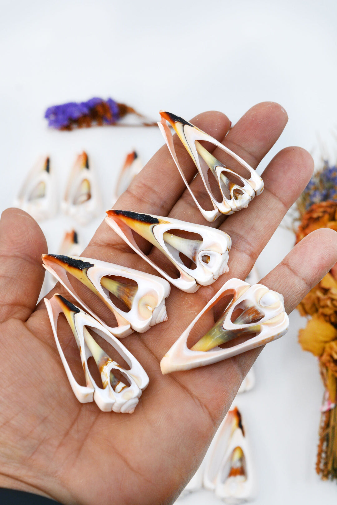 Strawberry Strombus Shells: Strawberry Conch Seashell Slices, 5 pieces / Cut Shells, Spiral Shells, Conchs, Seashell Crafts / Supplies