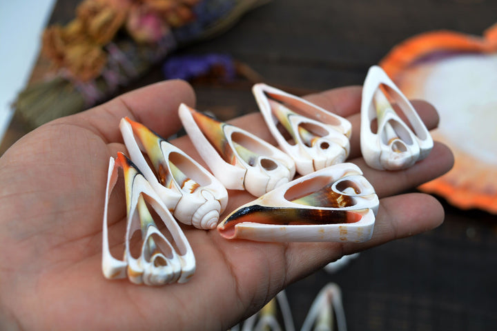 Strawberry Strombus Shells: Strawberry Conch Seashell Slices, 5 pieces / Cut Shells, Spiral Shells, Conchs, Seashell Crafts / Supplies