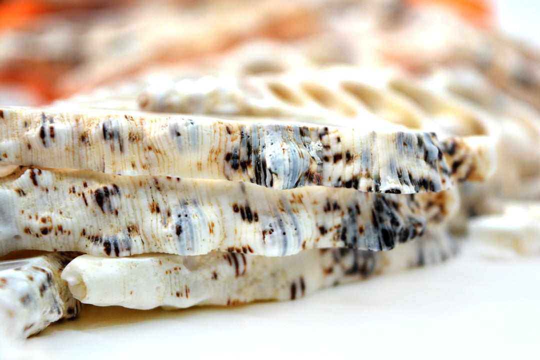 Cerithium nodolusum Seashell Slices, 5 pieces /  Spiral Shells, Conchs, Natural Sea Shell, Nautical, Shell Pendants / White, Supplies