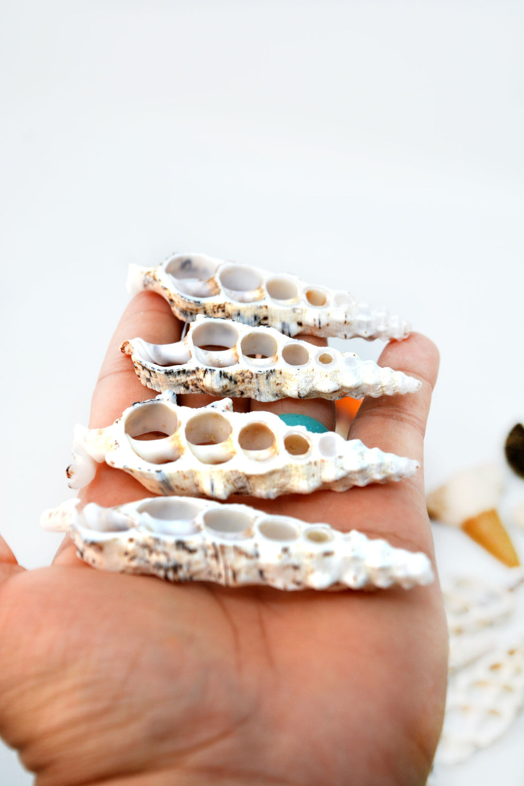 Cerithium nodolusum Seashell Slices, 5 pieces /  Spiral Shells, Conchs, Natural Sea Shell, Nautical, Shell Pendants / White, Supplies