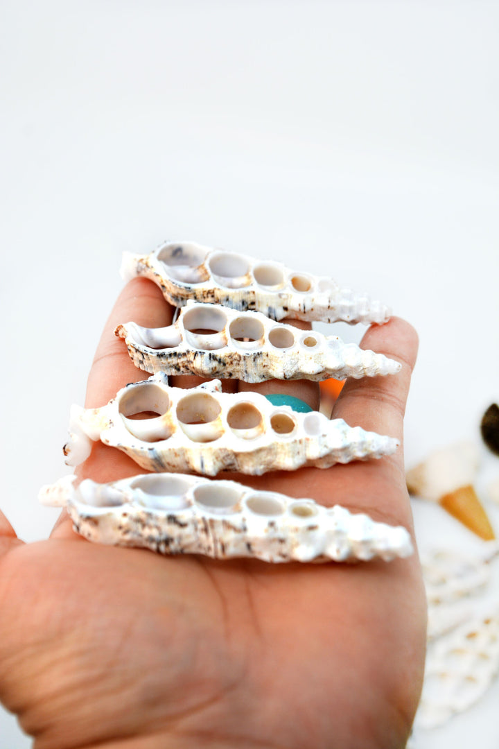 Cerithium nodolusum Seashell Slices, 5 pieces /  Spiral Shells, Conchs, Natural Sea Shell, Nautical, Shell Pendants / White, Supplies
