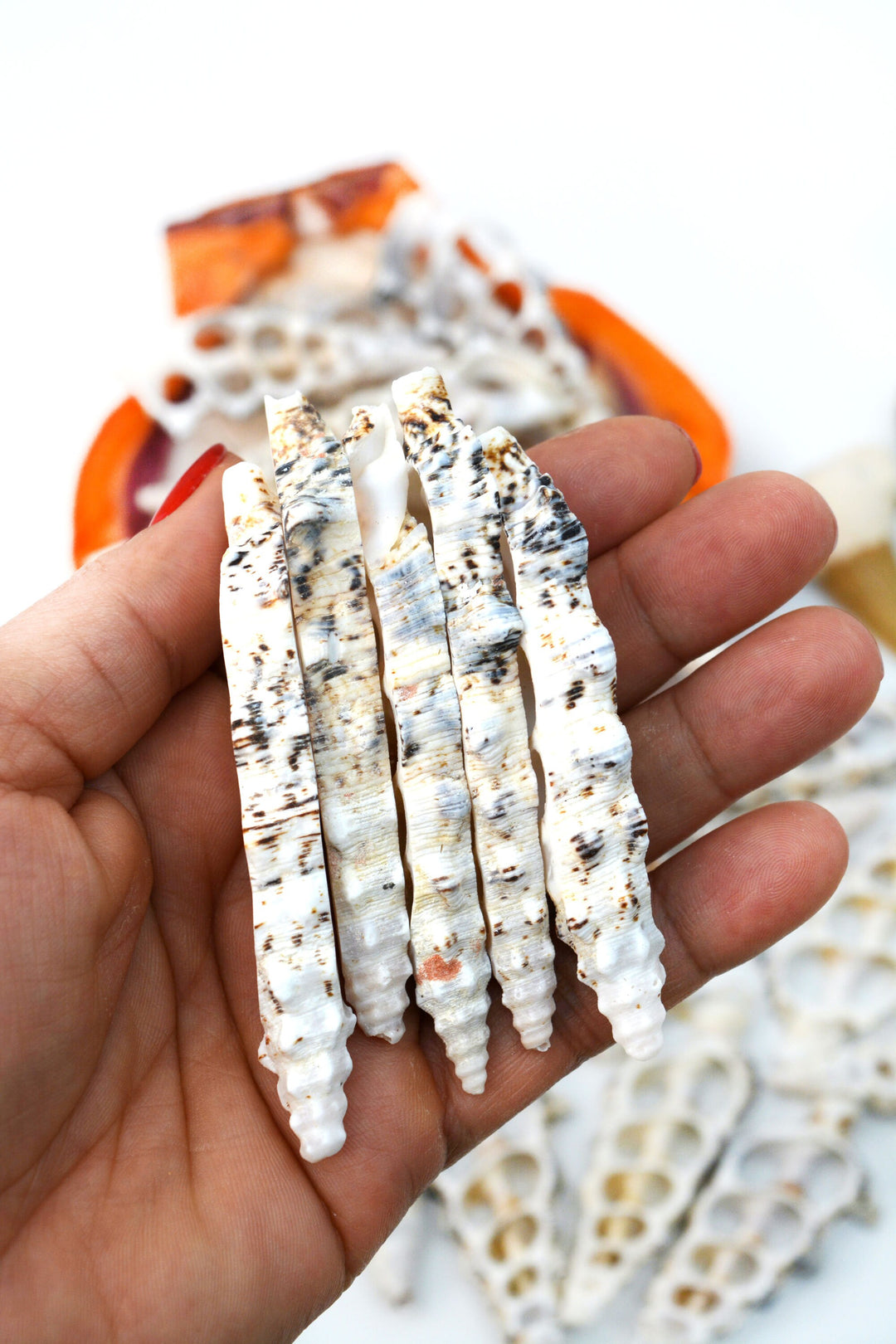 Cerithium nodolusum Seashell Slices, 5 pieces /  Spiral Shells, Conchs, Natural Sea Shell, Nautical, Shell Pendants / White, Supplies