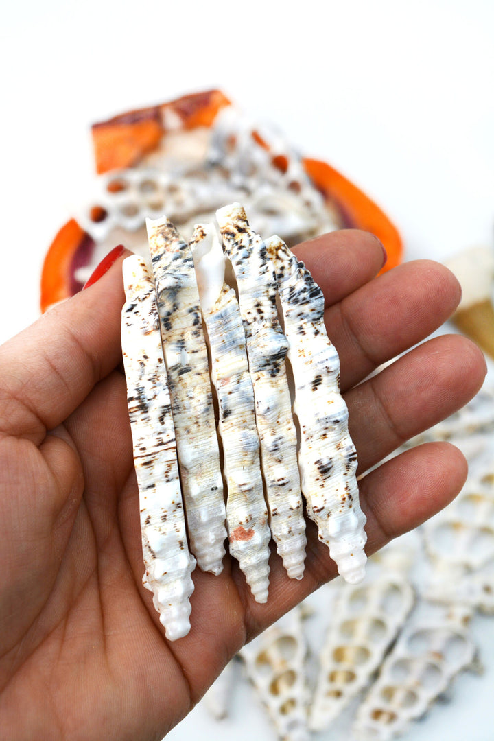 Cerithium nodolusum Seashell Slices, 5 pieces /  Spiral Shells, Conchs, Natural Sea Shell, Nautical, Shell Pendants / White, Supplies