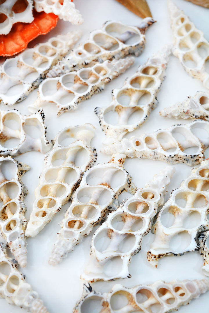 Cerithium nodolusum Seashell Slices, 5 pieces /  Spiral Shells, Conchs, Natural Sea Shell, Nautical, Shell Pendants / White, Supplies