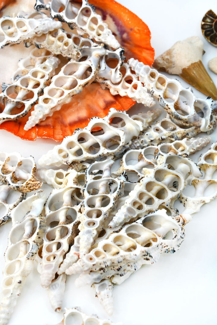 Cerithium nodolusum Seashell Slices, 5 pieces /  Spiral Shells, Conchs, Natural Sea Shell, Nautical, Shell Pendants / White, Supplies