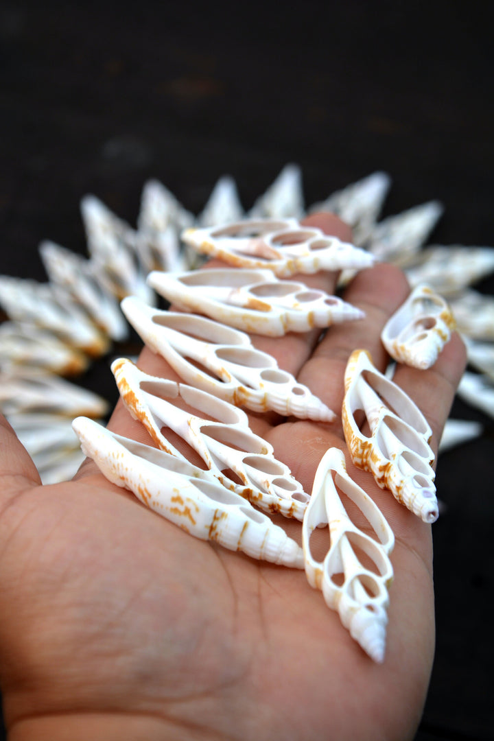 Strombus vittatus Seashell Slices, 5 pieces / Spiral Shells, Conchs, Snails Sea Shell, Nautical, Shell Pendants / Seashell Jewelry Supplies
