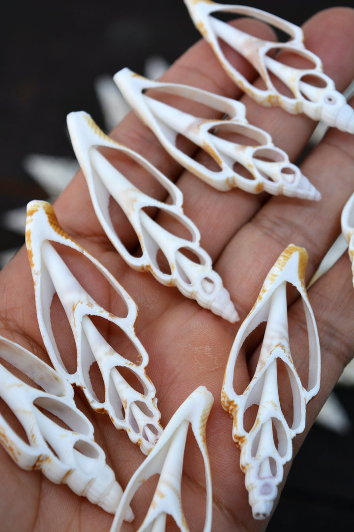 Strombus vittatus Seashell Slices, 5 pieces / Spiral Shells, Conchs, Snails Sea Shell, Nautical, Shell Pendants / Seashell Jewelry Supplies