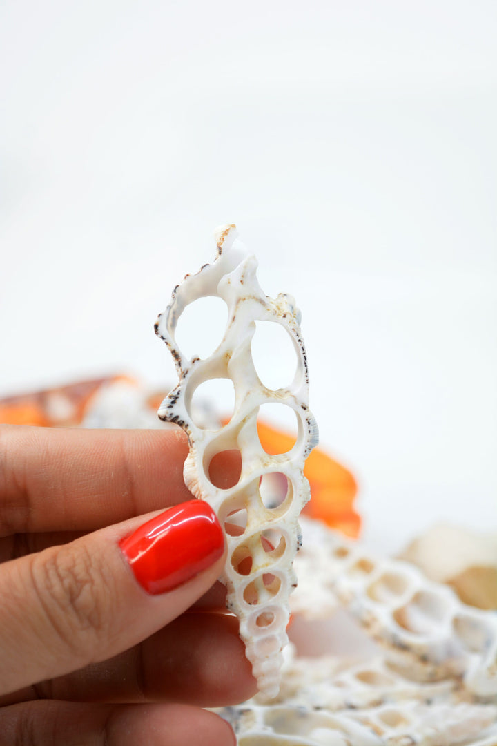 Cerithium nodolusum Seashell Slices, 5 pieces /  Spiral Shells, Conchs, Natural Sea Shell, Nautical, Shell Pendants / White, Supplies
