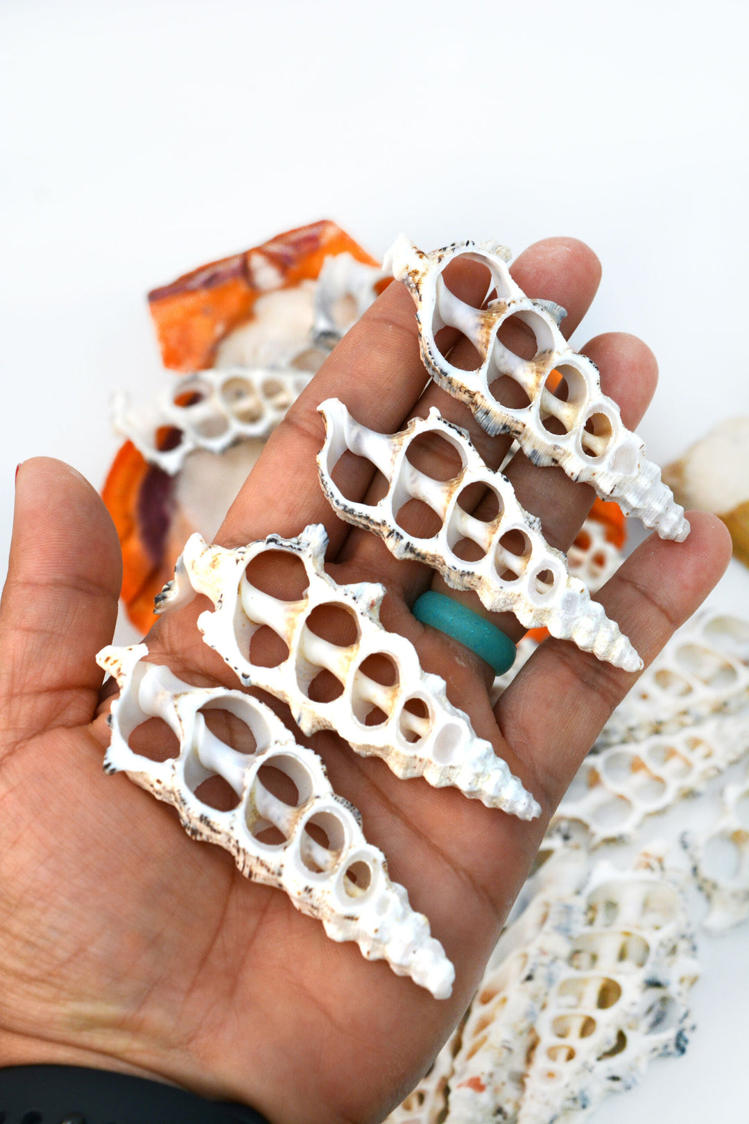 Cerithium nodolusum Seashell Slices, 5 pieces /  Spiral Shells, Conchs, Natural Sea Shell, Nautical, Shell Pendants / White, Supplies