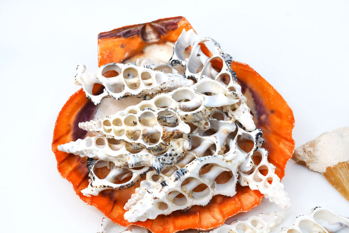 Cerithium nodolusum Seashell Slices, 5 pieces /  Spiral Shells, Conchs, Natural Sea Shell, Nautical, Shell Pendants / White, Supplies