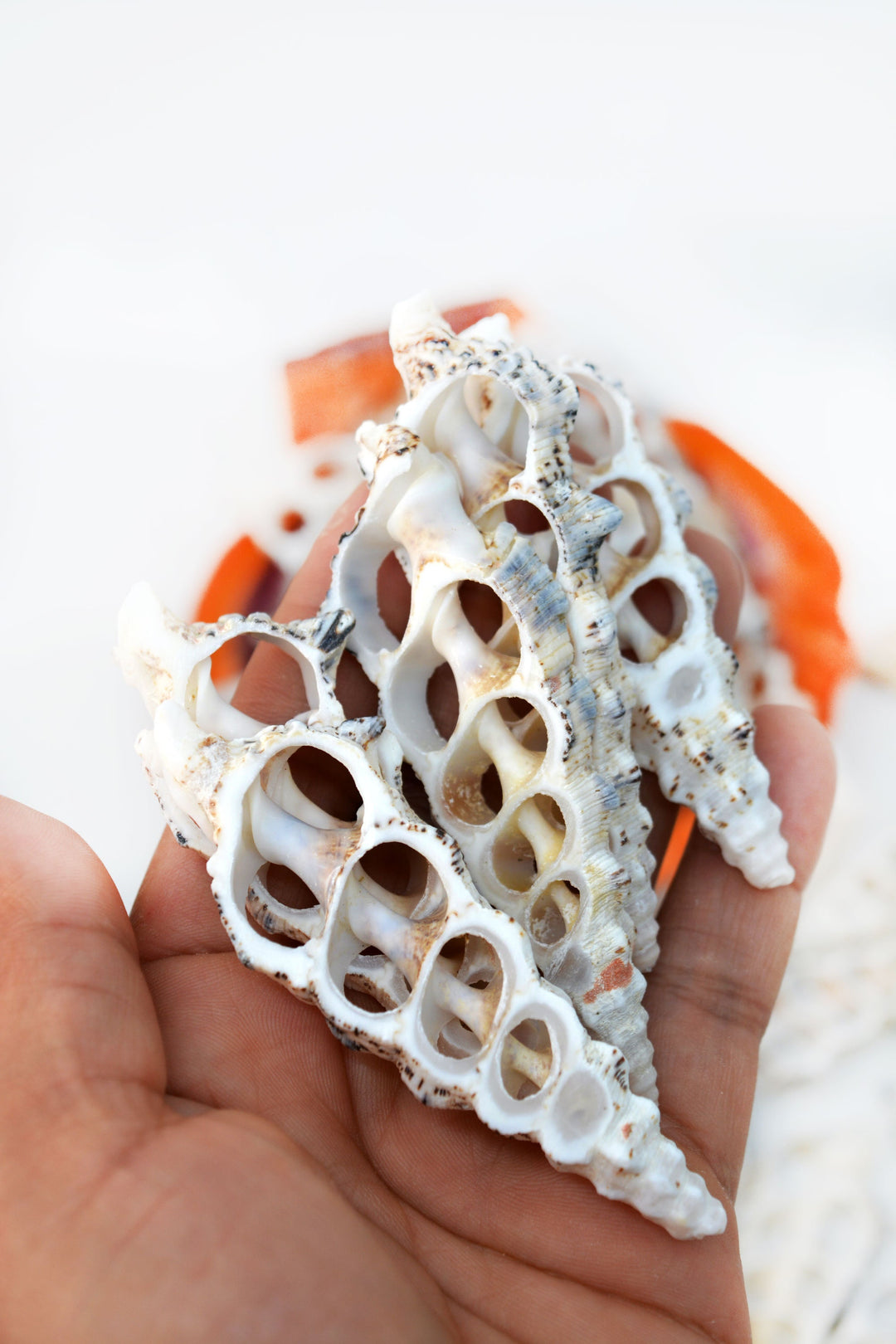 Cerithium nodolusum Seashell Slices, 5 pieces /  Spiral Shells, Conchs, Natural Sea Shell, Nautical, Shell Pendants / White, Supplies