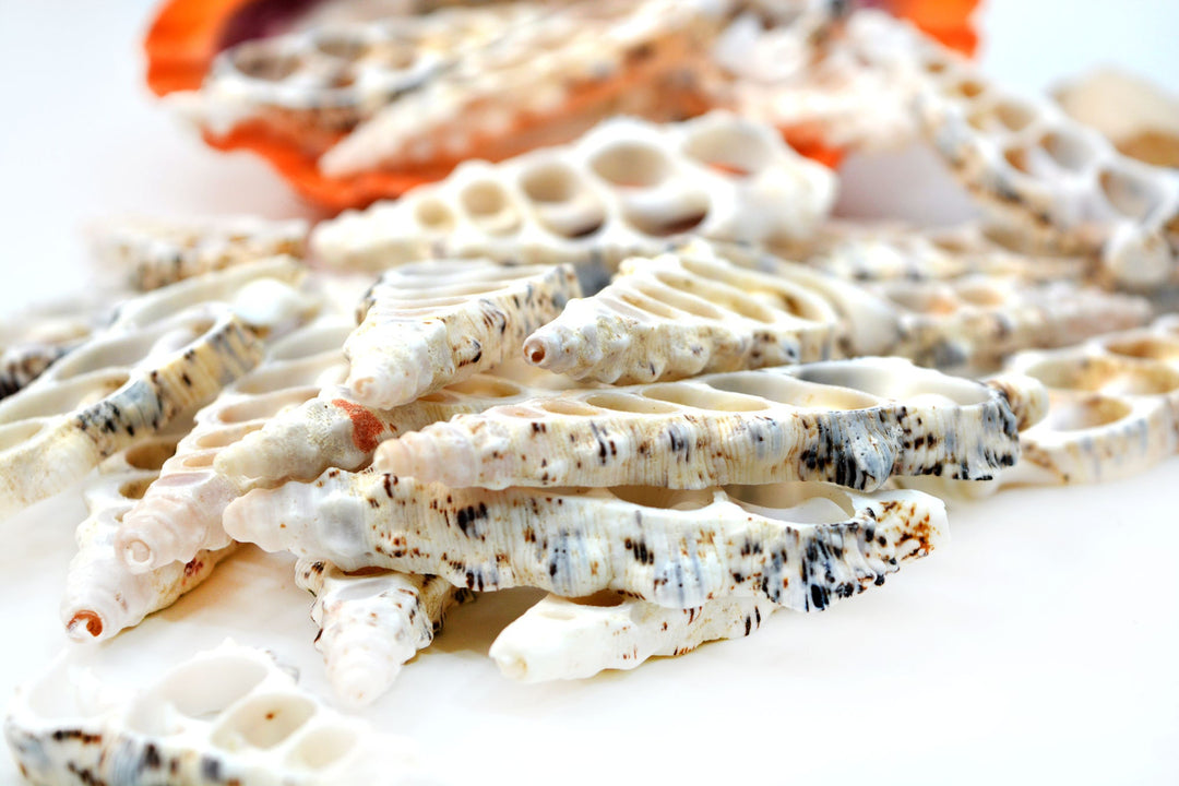 Cerithium nodolusum Seashell Slices, 5 pieces /  Spiral Shells, Conchs, Natural Sea Shell, Nautical, Shell Pendants / White, Supplies