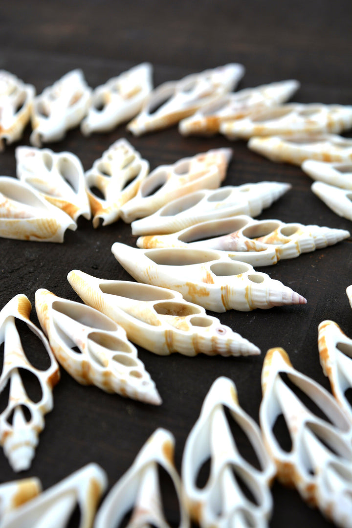 Strombus vittatus Seashell Slices, 5 pieces / Spiral Shells, Conchs, Snails Sea Shell, Nautical, Shell Pendants / Seashell Jewelry Supplies