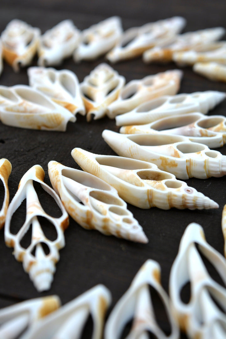 Strombus vittatus Seashell Slices, 5 pieces / Spiral Shells, Conchs, Snails Sea Shell, Nautical, Shell Pendants / Seashell Jewelry Supplies