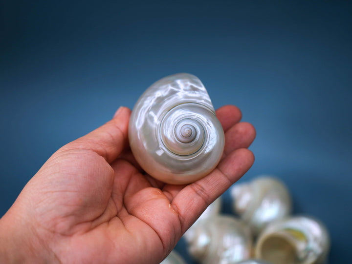 Turbo Shells: Large Whole Pearl Turbo Seashells, sold by each, Seashell Crafts, Shell Decor, Hermit Crab Shell, Beach Decor, Sea Shells