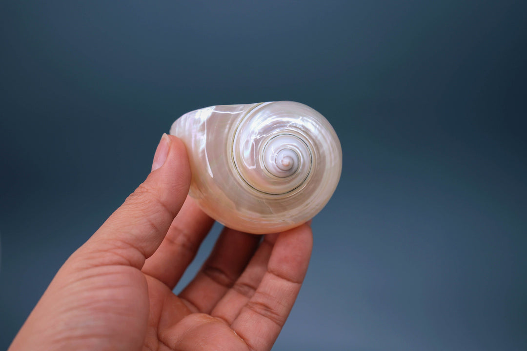 Turbo Shells: Large Whole Pearl Turbo Seashells, sold by each, Seashell Crafts, Shell Decor, Hermit Crab Shell, Beach Decor, Sea Shells