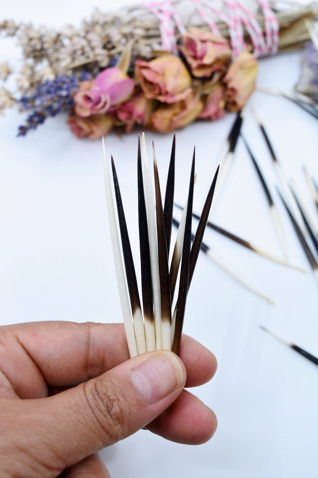 Authentic African Porcupine Quills – 5 Cruelty-Free Quills, 2-3" Tiny Quills for Quillwork (5 Pieces)