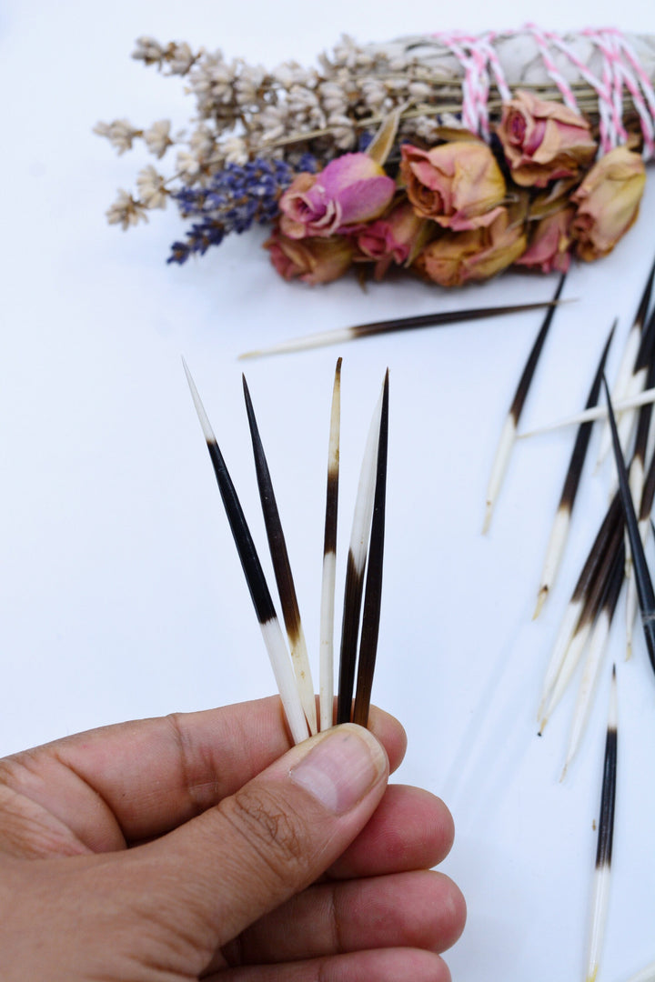 Authentic African Porcupine Quills – 5 Cruelty-Free Quills, 2-3" Tiny Quills for Quillwork (5 Pieces)