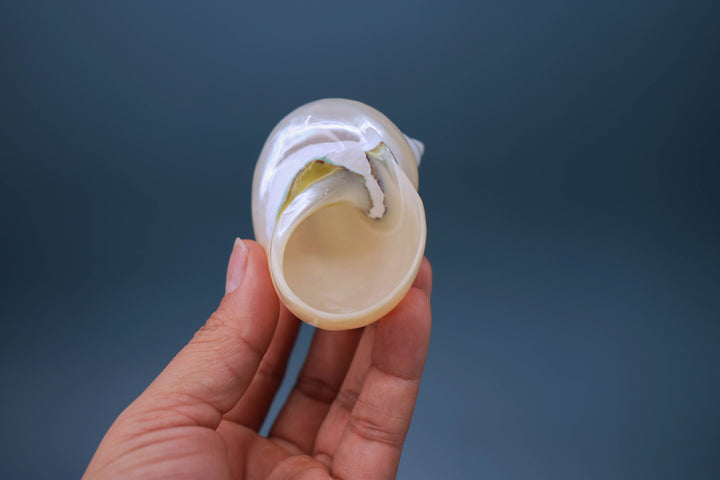 Turbo Shells: Large Whole Pearl Turbo Seashells, sold by each, Seashell Crafts, Shell Decor, Hermit Crab Shell, Beach Decor, Sea Shells