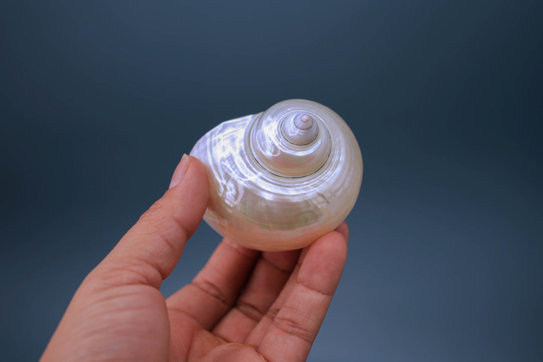 Turbo Shells: Large Whole Pearl Turbo Seashells, sold by each, Seashell Crafts, Shell Decor, Hermit Crab Shell, Beach Decor, Sea Shells