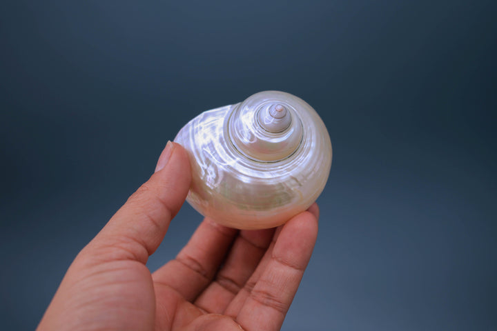 Turbo Shells: Large Whole Pearl Turbo Seashells, sold by each, Seashell Crafts, Shell Decor, Hermit Crab Shell, Beach Decor, Sea Shells