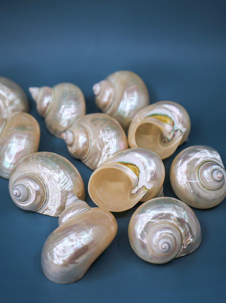 Turbo Shells: Large Whole Pearl Turbo Seashells, sold by each, Seashell Crafts, Shell Decor, Hermit Crab Shell, Beach Decor, Sea Shells