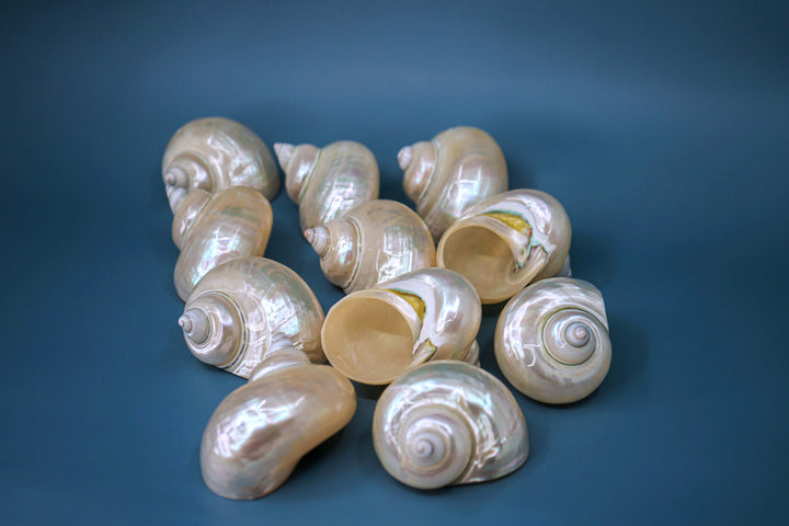 Turbo Shells: Large Whole Pearl Turbo Seashells, sold by each, Seashell Crafts, Shell Decor, Hermit Crab Shell, Beach Decor, Sea Shells
