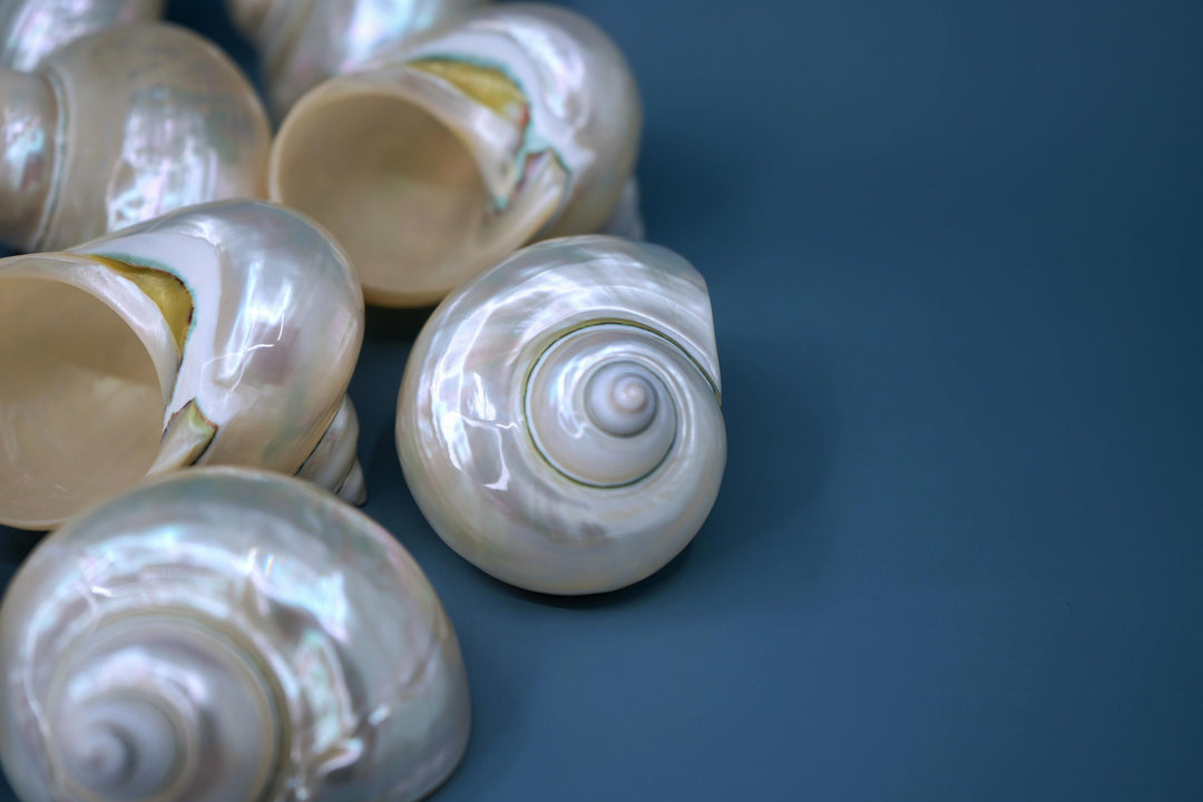 Turbo Shells: Large Whole Pearl Turbo Seashells, sold by each, Seashell Crafts, Shell Decor, Hermit Crab Shell, Beach Decor, Sea Shells