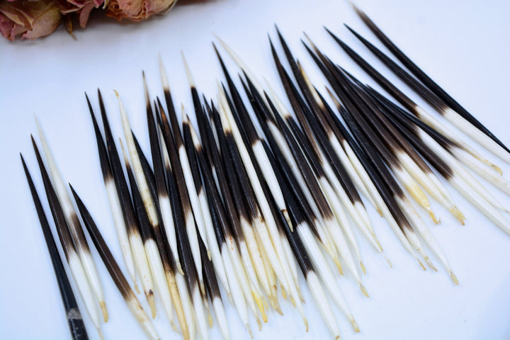 Authentic African Porcupine Quills – 5 Cruelty-Free Quills, 2-3" Tiny Quills for Quillwork (5 Pieces)