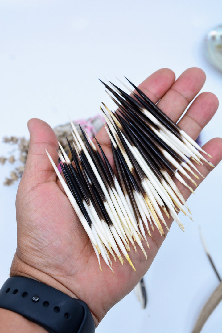 Authentic African Porcupine Quills – 5 Cruelty-Free Quills, 2-3" Tiny Quills for Quillwork (5 Pieces)