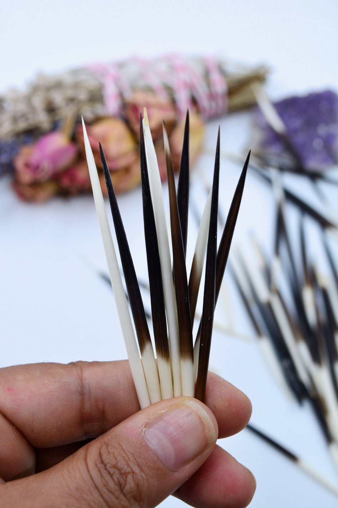 Authentic African Porcupine Quills – 5 Cruelty-Free Quills, 2-3" Tiny Quills for Quillwork (5 Pieces)