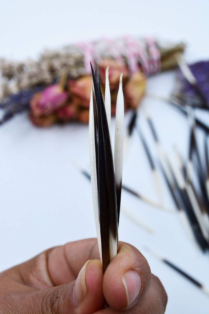 Authentic African Porcupine Quills – 5 Cruelty-Free Quills, 2-3" Tiny Quills for Quillwork (5 Pieces)