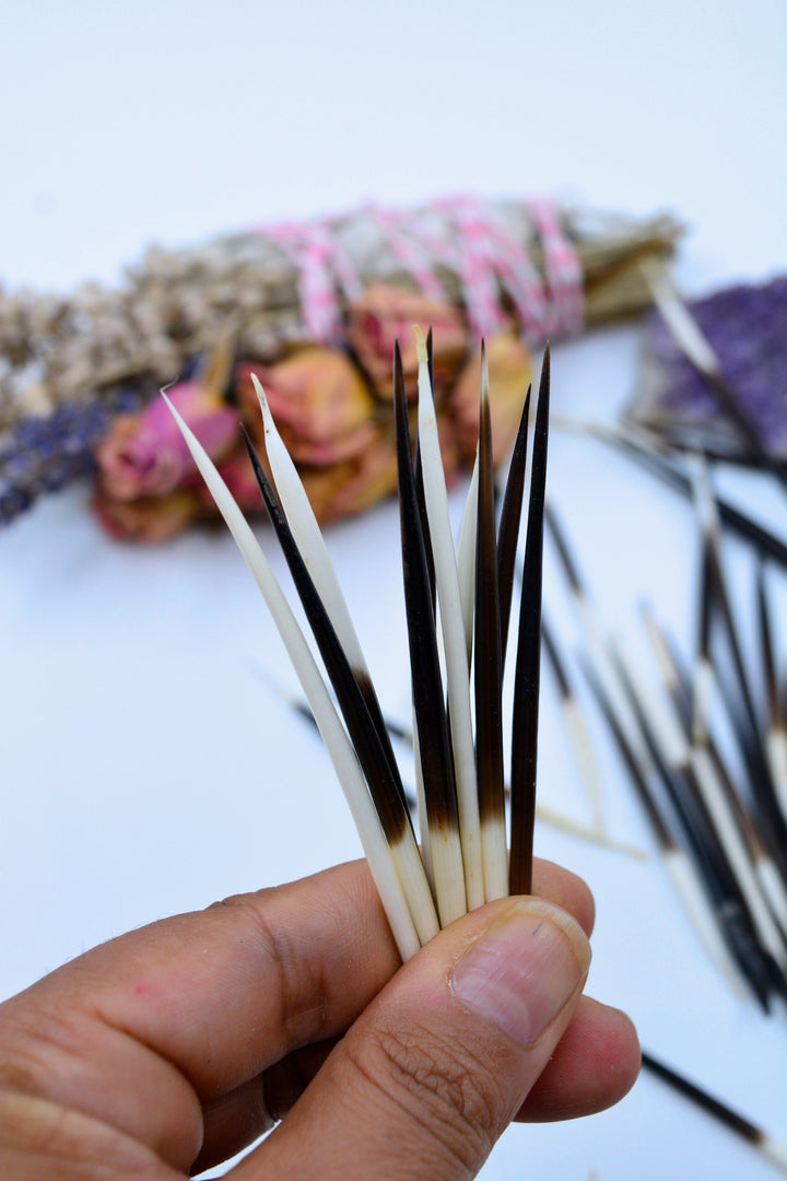 Authentic African Porcupine Quills – 5 Cruelty-Free Quills, 2-3" Tiny Quills for Quillwork (5 Pieces)