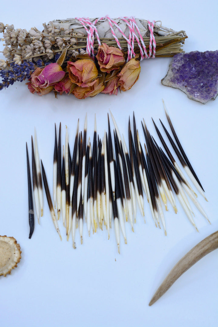 Authentic African Porcupine Quills – 5 Cruelty-Free Quills, 2-3" Tiny Quills for Quillwork (5 Pieces)