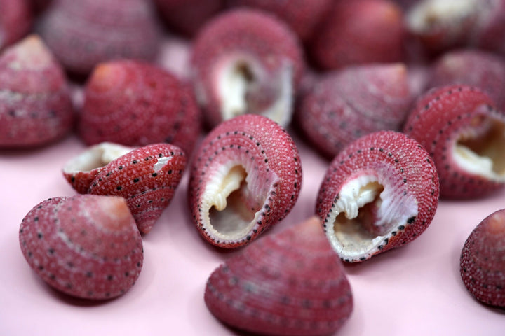 Strawberry Top Sea Shells, 5 pieces / RARE Natural Seashells for Crafts, Decor, and Jewelry Making, Spiral Shells, Sea Snails / Supplies
