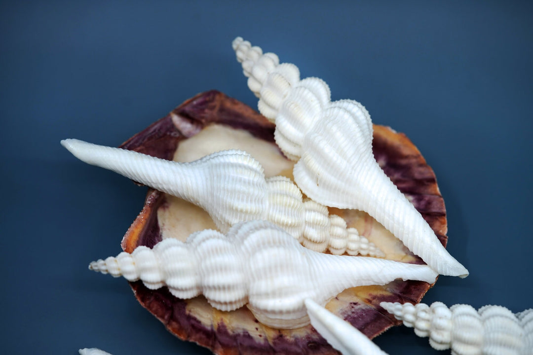 Fusinus forceps Seashells: White Spindle Seashells, 1 LARGE whole shell / Natural Seashell, Shells Craft, Beach Wedding Decor, Shell Supply