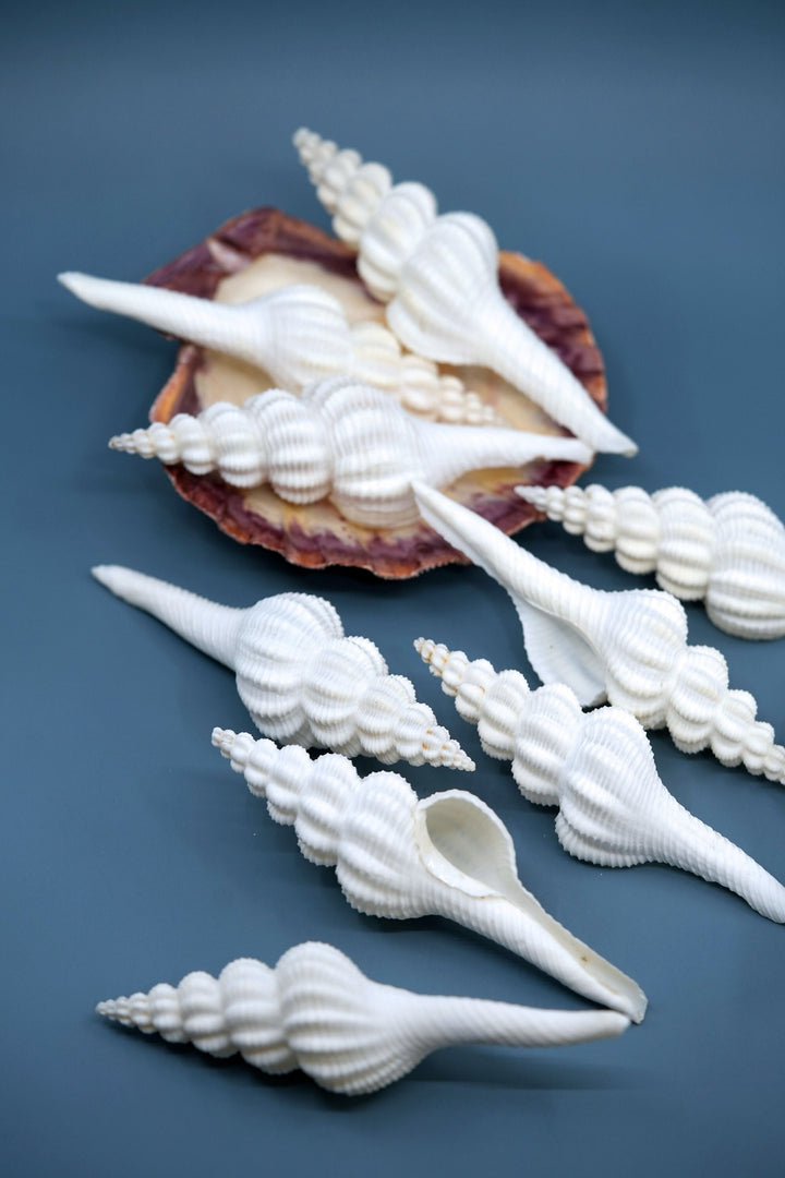 Fusinus forceps Seashells: White Spindle Seashells, 1 LARGE whole shell / Natural Seashell, Shells Craft, Beach Wedding Decor, Shell Supply