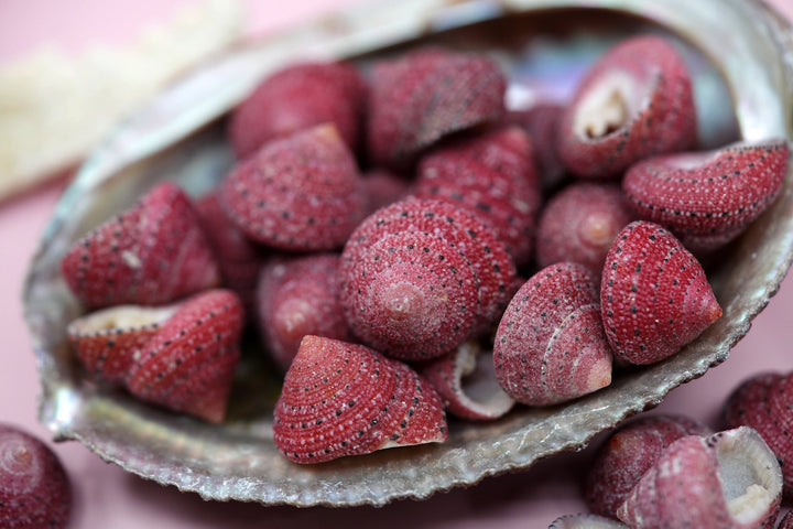 Strawberry Top Sea Shells, 5 pieces / RARE Natural Seashells for Crafts, Decor, and Jewelry Making, Spiral Shells, Sea Snails / Supplies