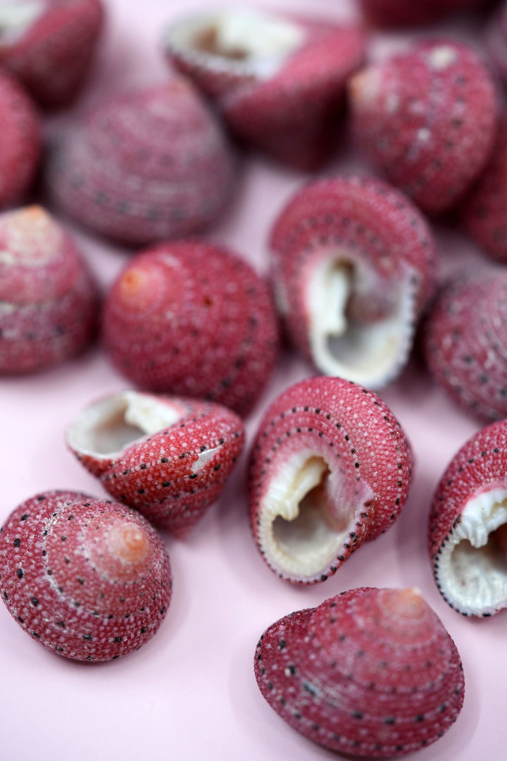 Strawberry Top Sea Shells, 5 pieces / RARE Natural Seashells for Crafts, Decor, and Jewelry Making, Spiral Shells, Sea Snails / Supplies