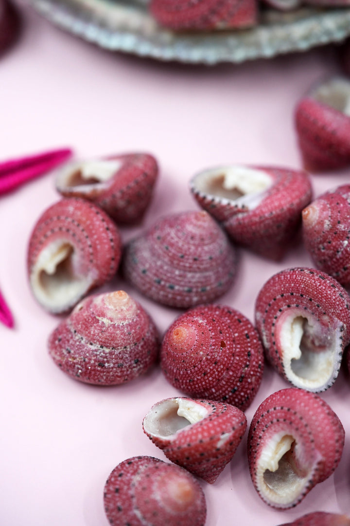 Strawberry Top Sea Shells, 5 pieces / RARE Natural Seashells for Crafts, Decor, and Jewelry Making, Spiral Shells, Sea Snails / Supplies