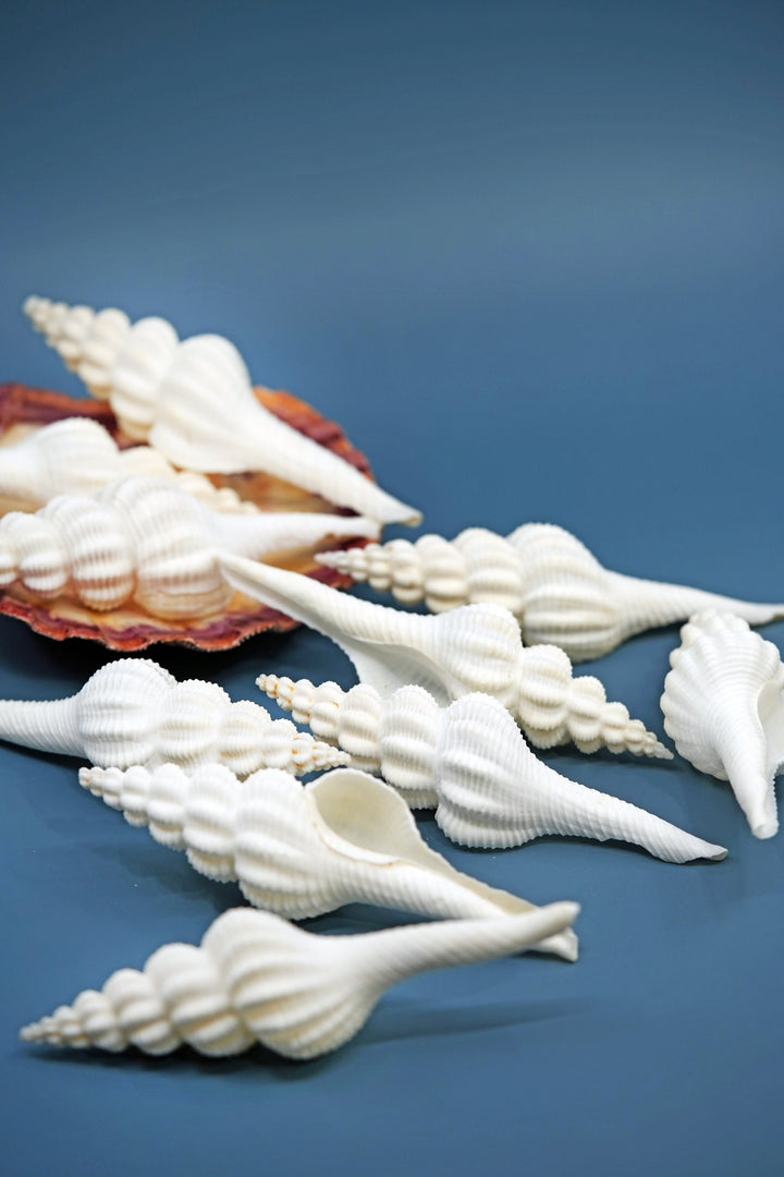 Fusinus forceps Seashells: White Spindle Seashells, 1 LARGE whole shell / Natural Seashell, Shells Craft, Beach Wedding Decor, Shell Supply