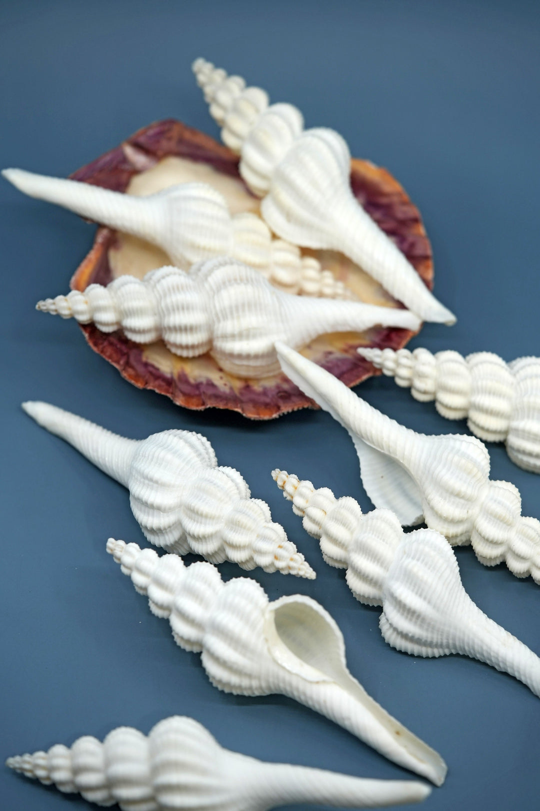 Fusinus forceps Seashells: White Spindle Seashells, 1 LARGE whole shell / Natural Seashell, Shells Craft, Beach Wedding Decor, Shell Supply