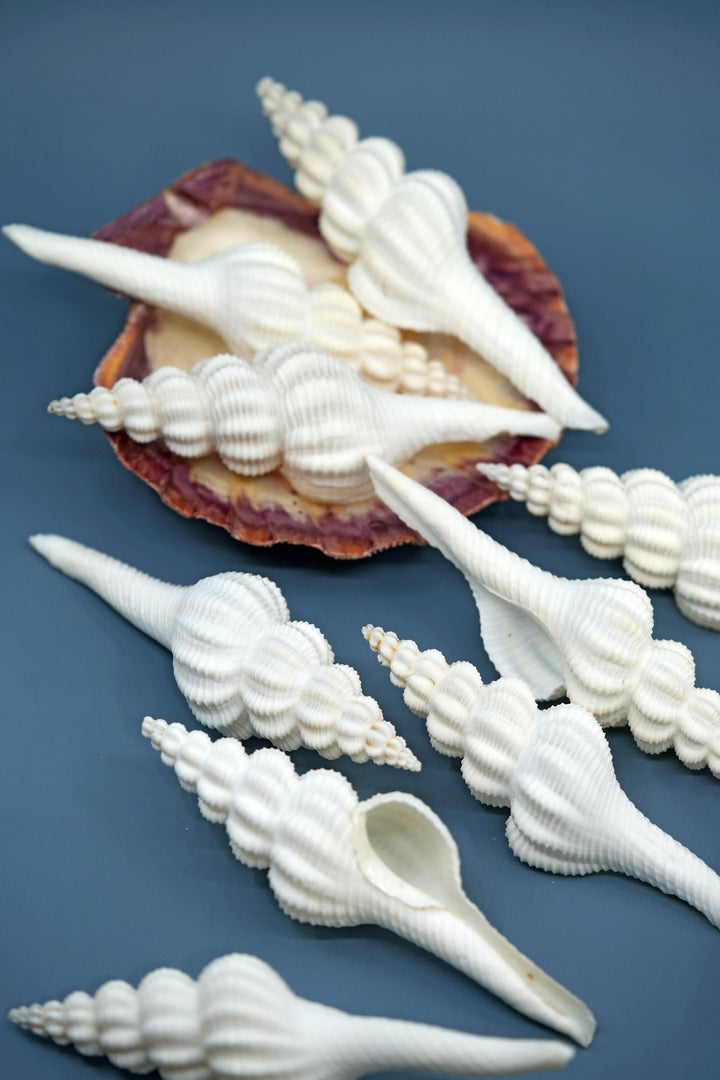 Fusinus forceps Seashells: White Spindle Seashells, 1 LARGE whole shell / Natural Seashell, Shells Craft, Beach Wedding Decor, Shell Supply