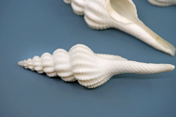 Fusinus forceps Seashells: White Spindle Seashells, 1 LARGE whole shell / Natural Seashell, Shells Craft, Beach Wedding Decor, Shell Supply