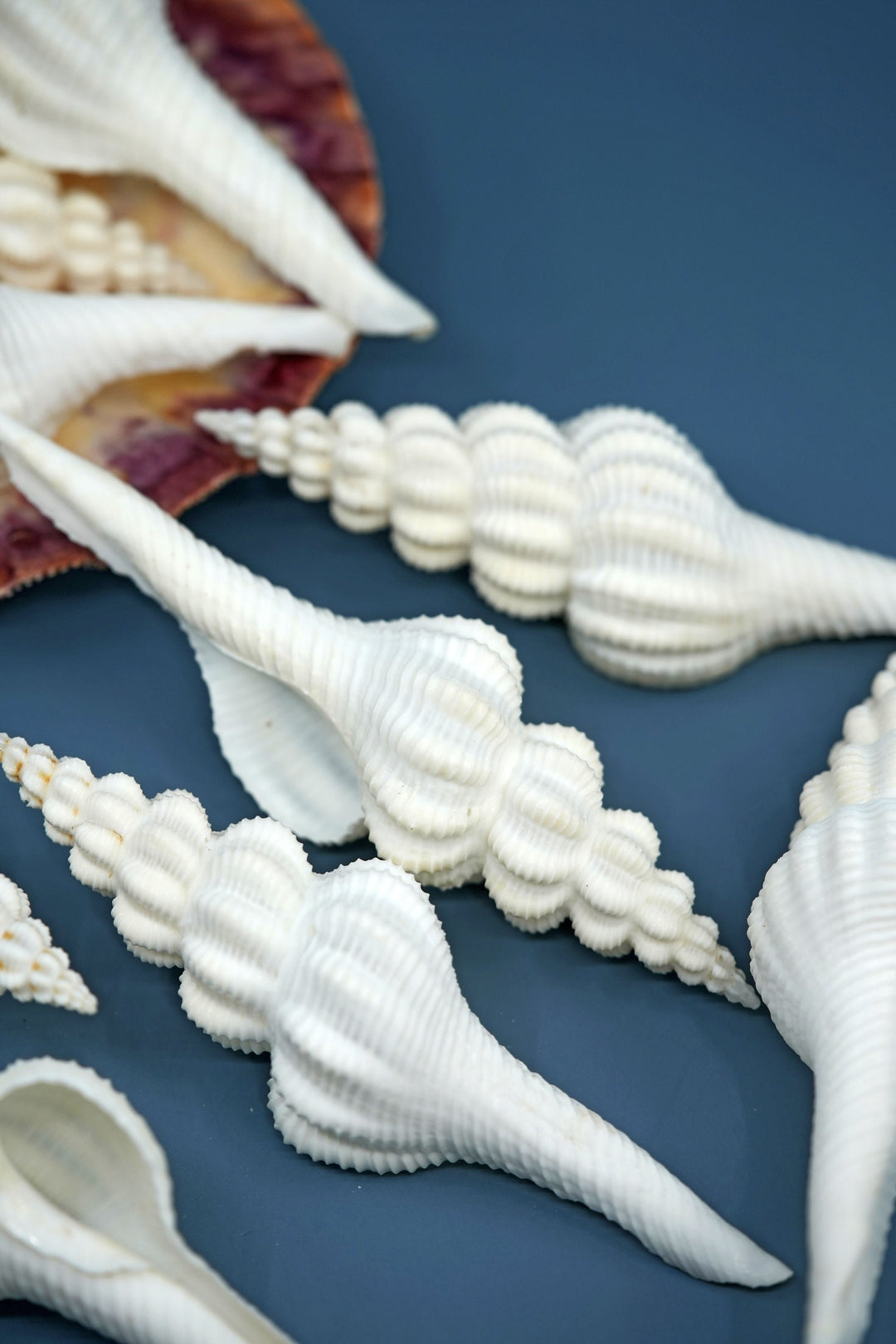 Fusinus forceps Seashells: White Spindle Seashells, 1 LARGE whole shell / Natural Seashell, Shells Craft, Beach Wedding Decor, Shell Supply