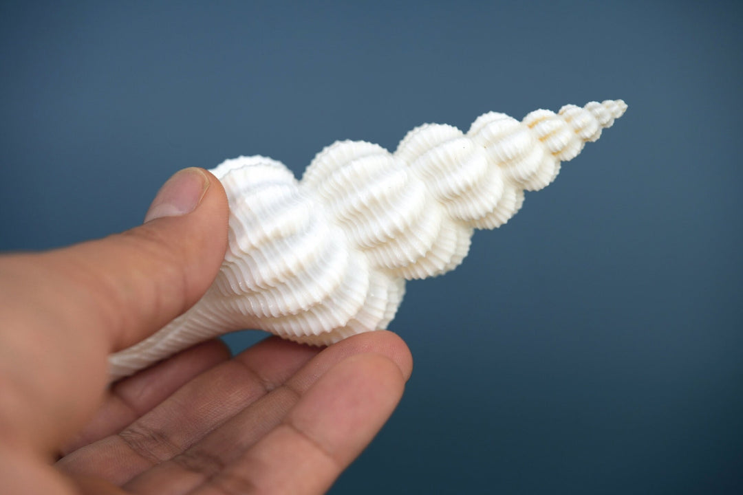 Fusinus forceps Seashells: White Spindle Seashells, 1 LARGE whole shell / Natural Seashell, Shells Craft, Beach Wedding Decor, Shell Supply