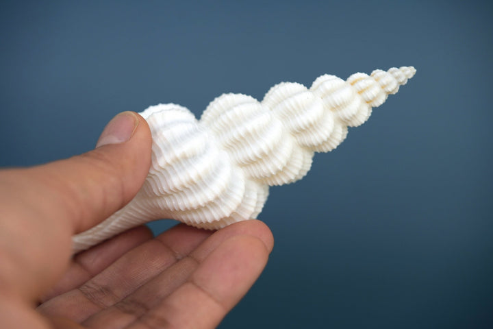 Fusinus forceps Seashells: White Spindle Seashells, 1 LARGE whole shell / Natural Seashell, Shells Craft, Beach Wedding Decor, Shell Supply