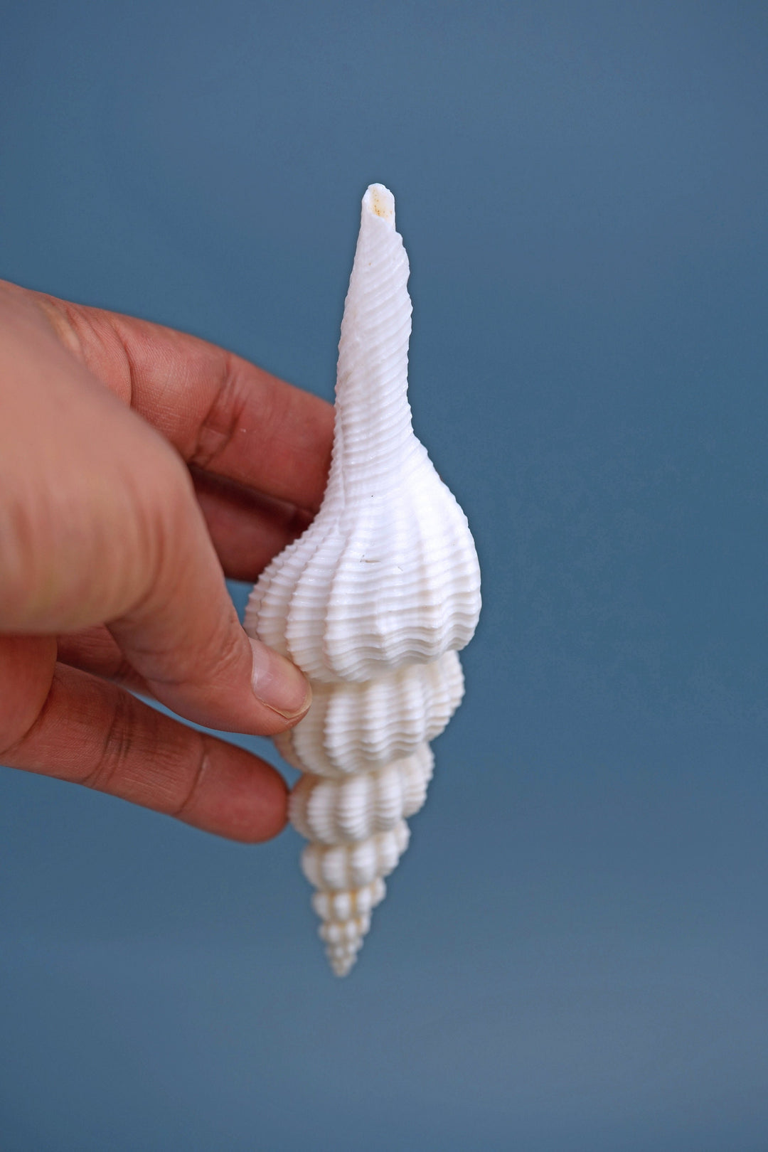Fusinus forceps Seashells: White Spindle Seashells, 1 LARGE whole shell / Natural Seashell, Shells Craft, Beach Wedding Decor, Shell Supply