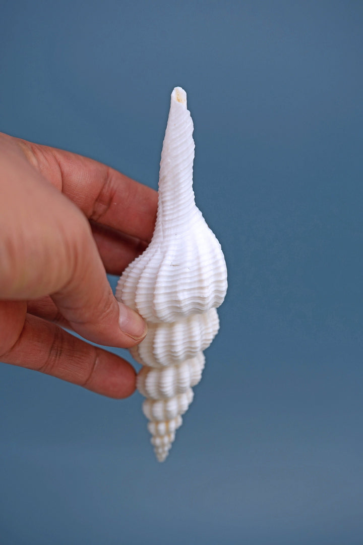 Fusinus forceps Seashells: White Spindle Seashells, 1 LARGE whole shell / Natural Seashell, Shells Craft, Beach Wedding Decor, Shell Supply