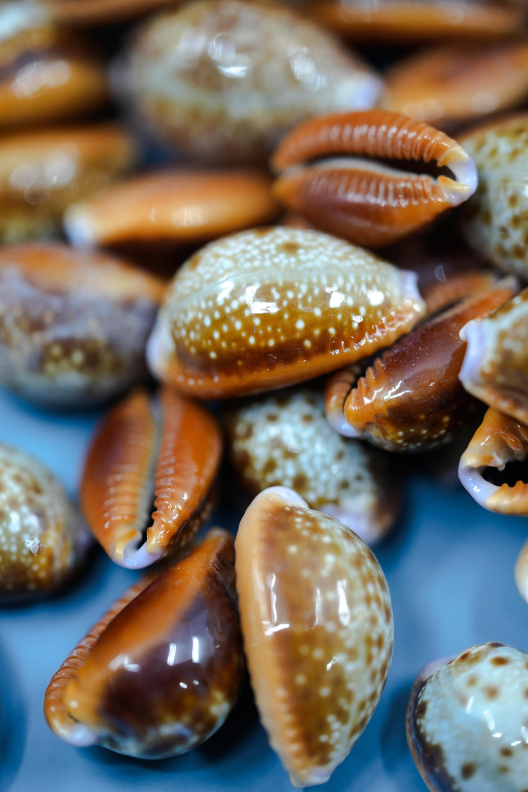 Honey Cowrie Shells – Natural Cypraea Helvola Cowrie Shells, 3/4 to 1-Inch (10 Pieces)